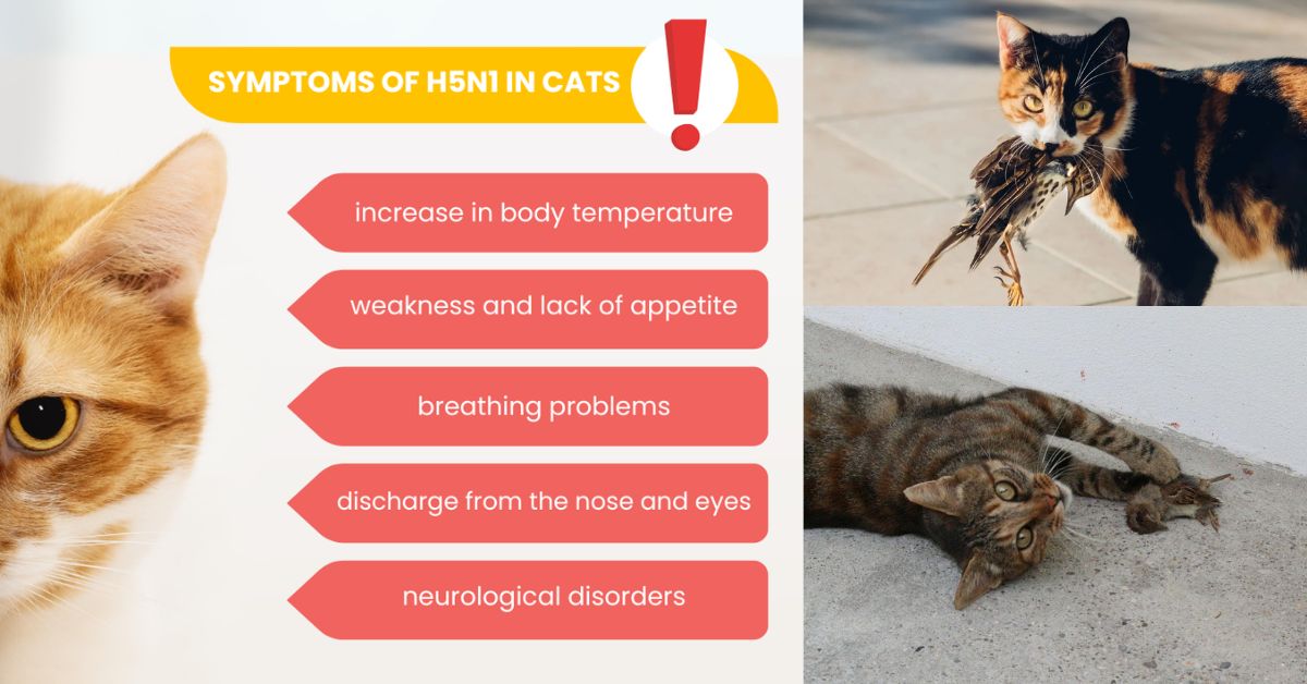 Bird Flu in Cats Symptoms